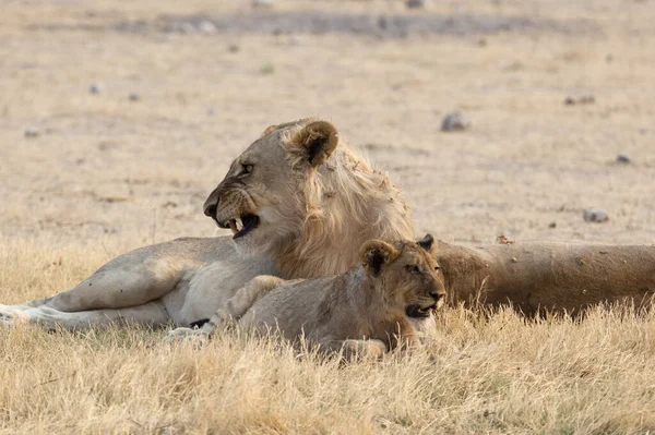 Família Leões Africanos Parque Nacional Etosha — Fotografia de Stock