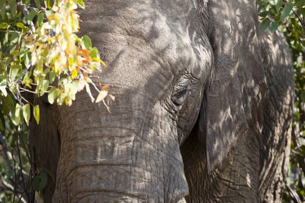 ダマラランドの砂漠の象は — ストック写真