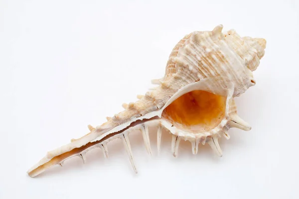 Conchiglia Mollusco Acquatico — Foto Stock