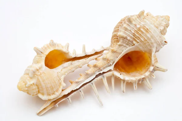 Two Seashells White — Stock Photo, Image