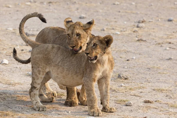 Familia Leones Africanos Parque Nacional Etosha —  Fotos de Stock