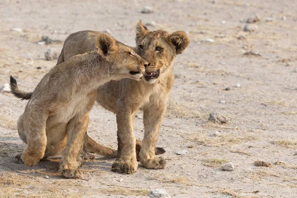 Rodzina Lwów Afrykańskich Parku Narodowym Etosha — Zdjęcie stockowe