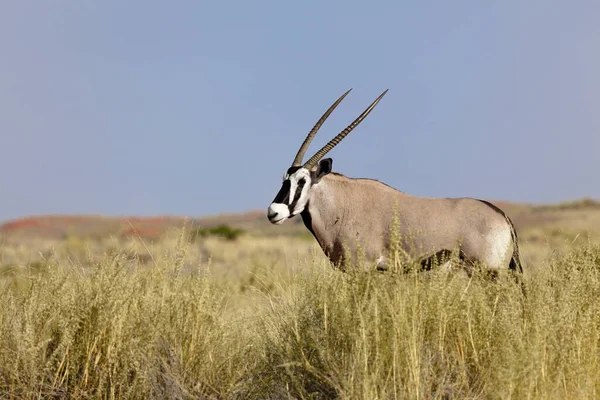 Oryx Wolwedanie Rezerwat Przyrody Namib Rand — Zdjęcie stockowe