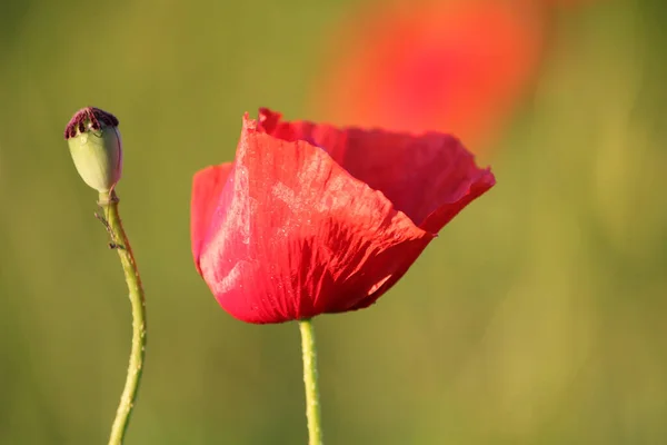 Vista Cerca Hermosas Flores Amapola Silvestre —  Fotos de Stock