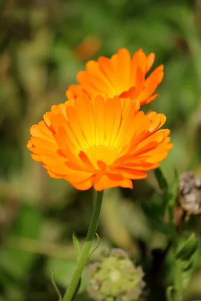 Красивий Вид Природну Квітку Чорнобривця — стокове фото