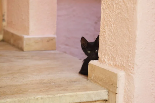 Gato Preto Atrás Parede — Fotografia de Stock