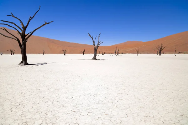 非洲Namibia沙漠 — 图库照片
