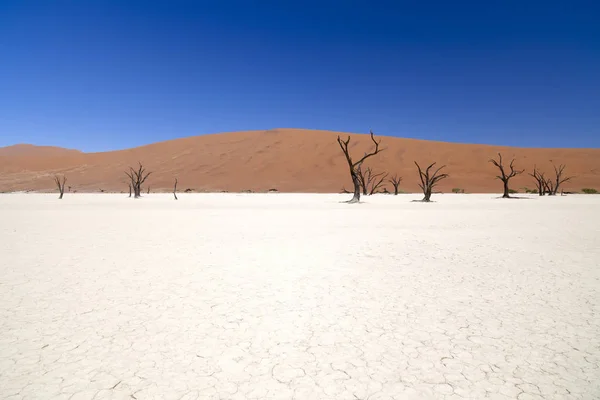 Vlei Morto Namíbia — Fotografia de Stock