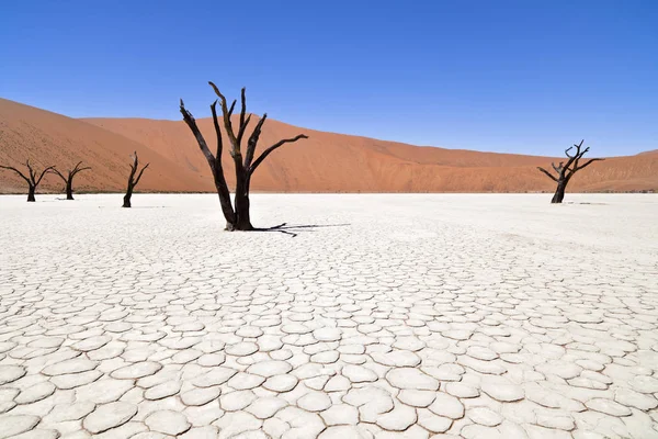 Död Vlei Namibia — Stockfoto
