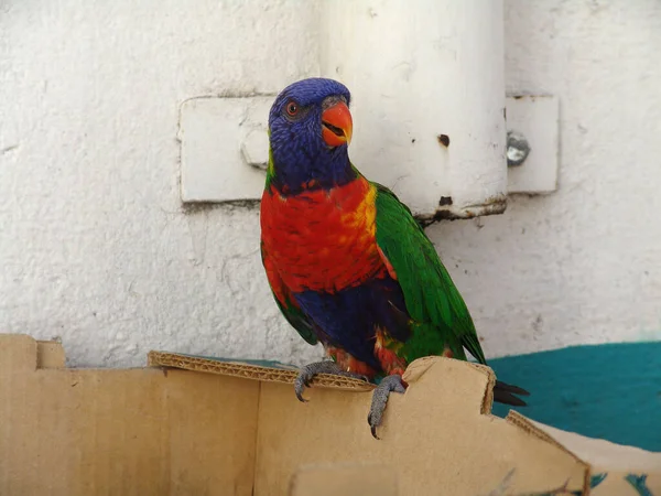 Lorikeet Arco Íris Australiano — Fotografia de Stock