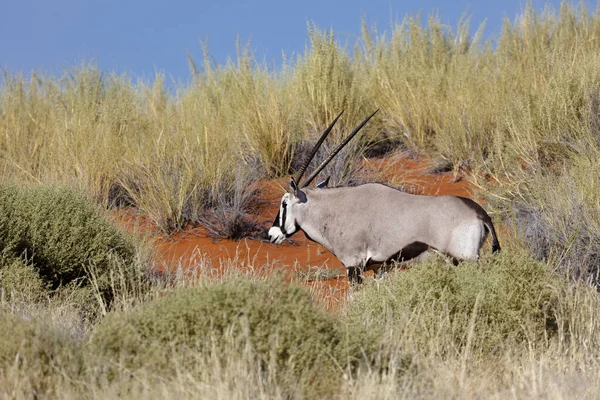 Oryx Wolwedans Namib Rand Φυσικό Καταφύγιο — Φωτογραφία Αρχείου