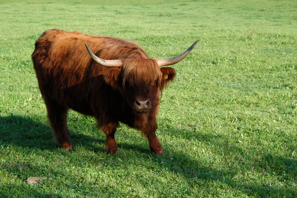 Highland Cattle Highland Cattle — Stock Photo, Image