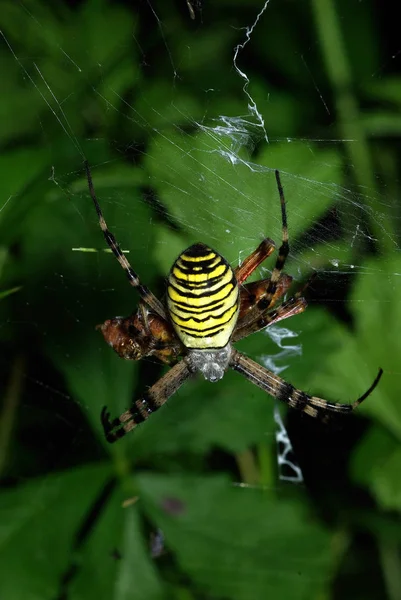 Αράχνη Σφήκα Spotted Ακρίδα Θήραμα — Φωτογραφία Αρχείου