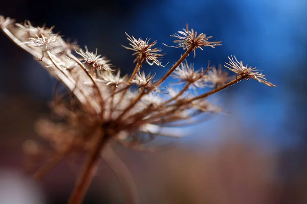 Hierba Seca Invierno — Foto de Stock