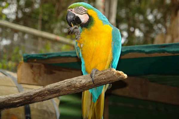 Papagei Steht Auf Einem Ast — Stockfoto