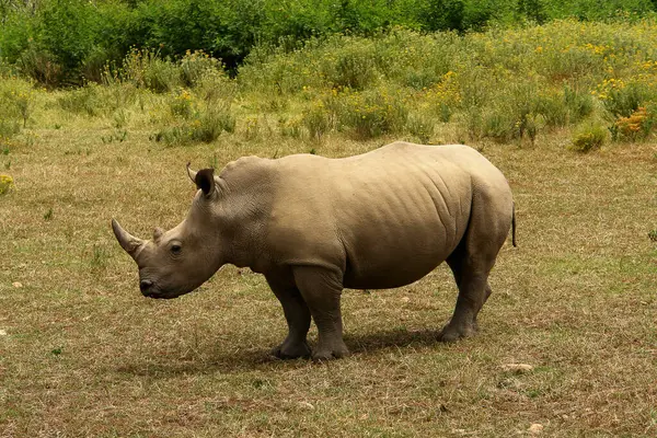 Nashorn Tiere Tierwelt Flora Und Fauna — Stockfoto