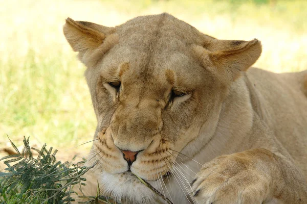 León Hembra Descansando Cabeza Árbol — Foto de Stock