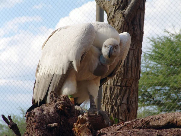 Griffon Vulture Gyps Fulvus Vpředu — Stock fotografie