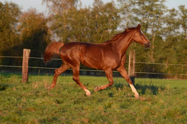 Cheval Sur Herbe Verte — Photo