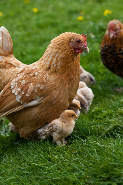 Schilderachtig Uitzicht Prachtige Vogel Natuur — Stockfoto