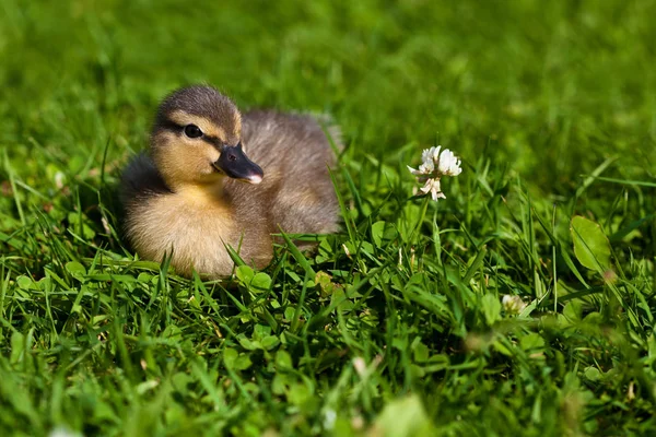 Aussichtsreiche Aussicht Auf Schöne Vögel Der Natur — Stockfoto