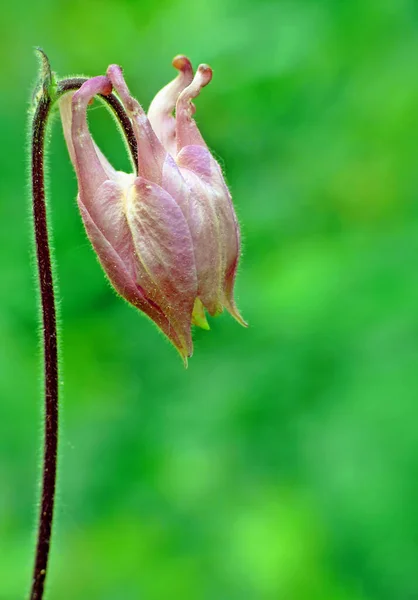 Columbine Pétales Fleurs Bonnet Grannys Columbine — Photo