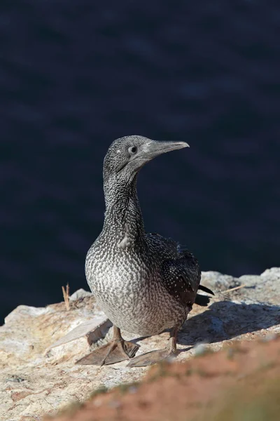 Aussichtsreicher Blick Auf Basstölpel Der Natur — Stockfoto