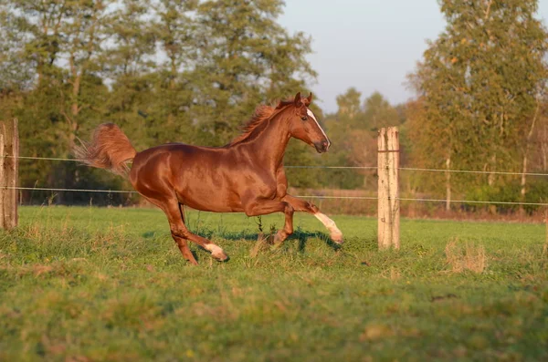 Cavalo Correndo Grama Verde — Fotografia de Stock