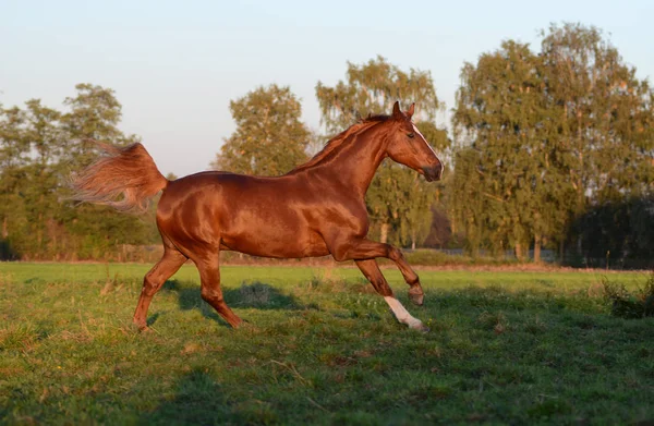 Cheval Dans Champ — Photo