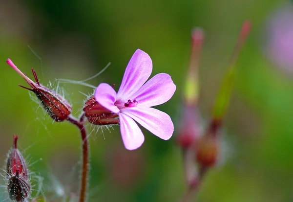 Feld Blütenblätter Gartenpflanze — Stockfoto