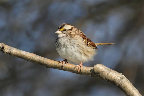 Weißkehlsperling Zonotrichia Albicollis Hockt Auf Einem Ast — Stockfoto