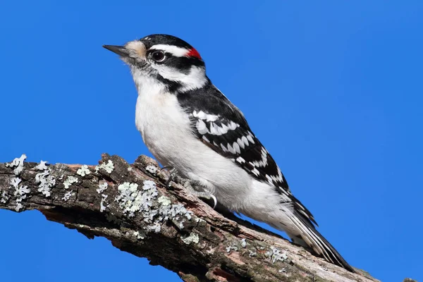 Αρσενικό Downy Woodpecker Picoides Pubescens Κλαδί Φόντο Τον Γαλάζιο Ουρανό — Φωτογραφία Αρχείου