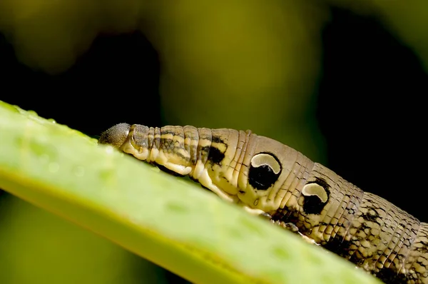 Gusano Oruga Insecto Naturaleza — Foto de Stock