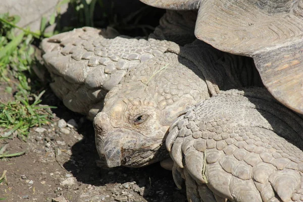 Reptil Sköldpadda Djur Natur Fauna — Stockfoto