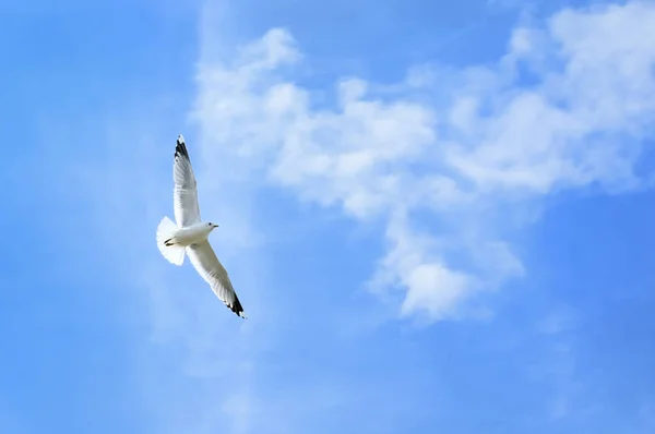 Schilderachtig Uitzicht Mooie Schattige Meeuw Vogel — Stockfoto