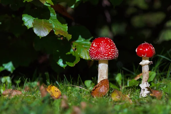 Rode Paddestoel Behoort Tot Groep Giftige Schimmels — Stockfoto