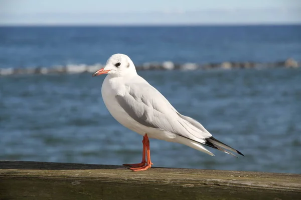 Vista Panoramica Bellissimi Uccelli Gabbiano Natura — Foto Stock