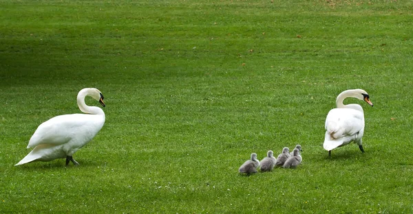 雄大な白鳥の自然景観 — ストック写真