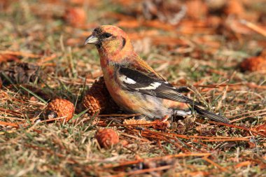 White-winged Crossbill (Loxia leucoptera) eating pine cones clipart