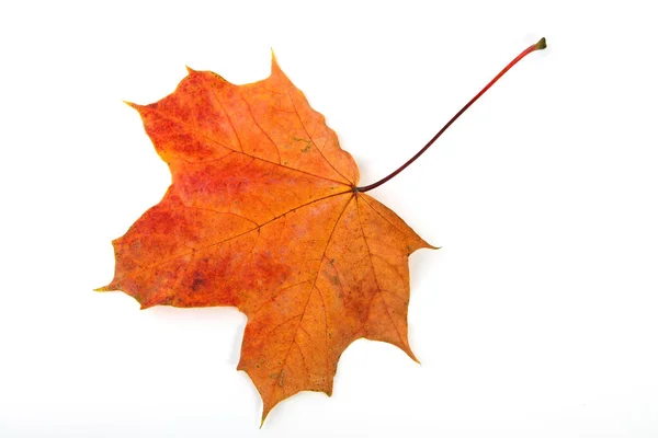 Maple Leaves Leaf Foliage — Stock Photo, Image
