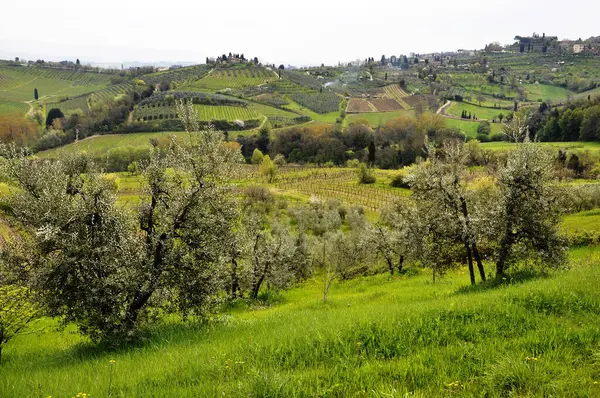 Paisagem Típica Toscana Primavera Itália — Fotografia de Stock
