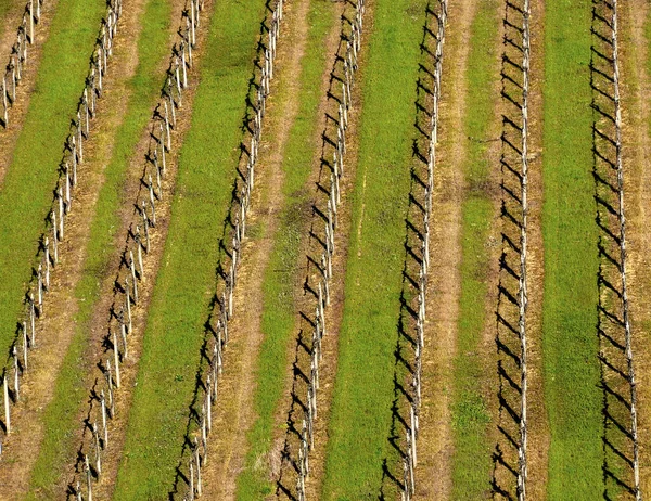 早春のイタリアのブドウ畑 — ストック写真