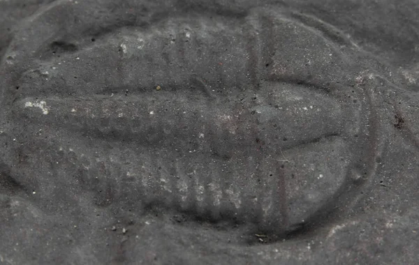 Fóssil Trilobita Cambriana Foto Macro Detalhada Conocoryphe — Fotografia de Stock