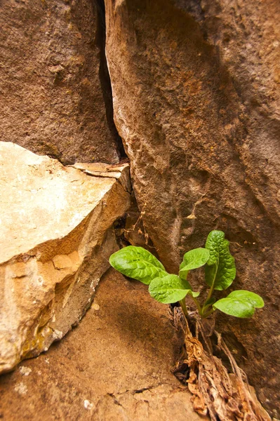 Φυτό Που Φυτρώνει Από Μια Ρωγμή Ένα Βράχο — Φωτογραφία Αρχείου
