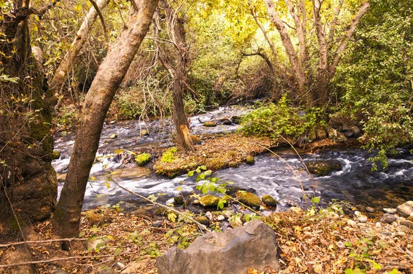 Flussi Convergenti Nella Foresta — Foto Stock