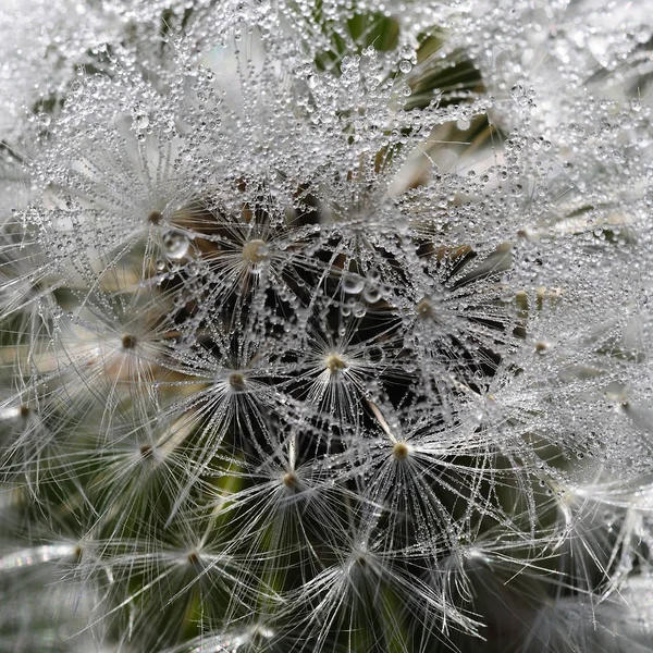 Pissenlit Pissenlit Avec Gouttes Rosée Plan Macro — Photo