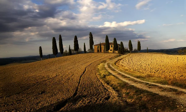 Cipreste Estrada Toscana — Fotografia de Stock