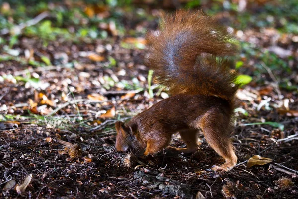 Eichhörnchen Tier Der Natur Flauschiges Eichhörnchen — Stockfoto