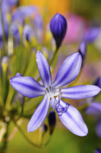 一本のアガパントスの花が蕾と共に前を見ます — ストック写真