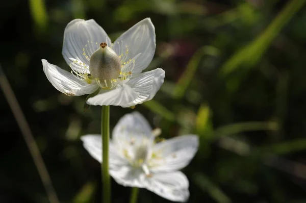 Hoja Del Corazón Del Pantano Arnassia Palustris — Foto de Stock